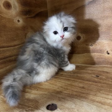 スコティッシュフォールド(折れ耳)【神奈川県・女の子・2025年9月28日・ダイリュートキャリコ】の写真「おっとりマイペースな子です♡」