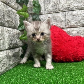 スコティッシュフォールド(立ち耳)