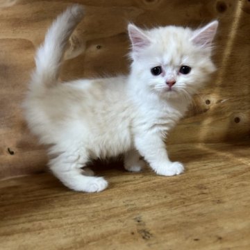 スコティッシュフォールド(立ち耳)【神奈川県・女の子・2025年9月28日・クリーム&ホワイト】の写真「★立ち耳★うるうるなおめめがかわいい女の子です♡」