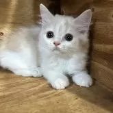 スコティッシュフォールド(立ち耳)