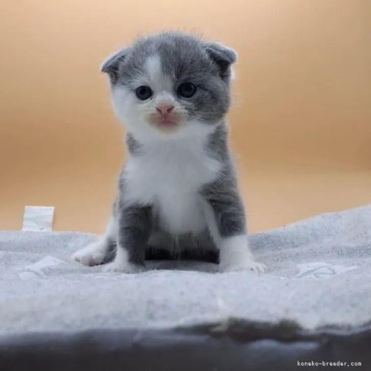 ID:2304-00697の子猫