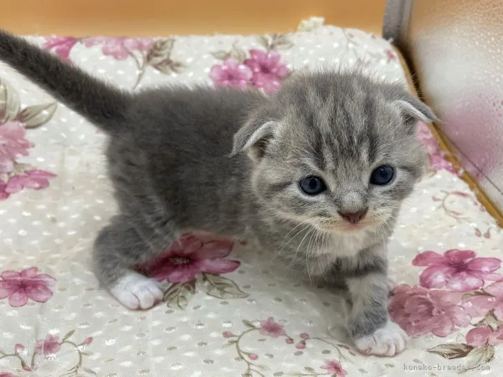 ID：2104-00498の子猫