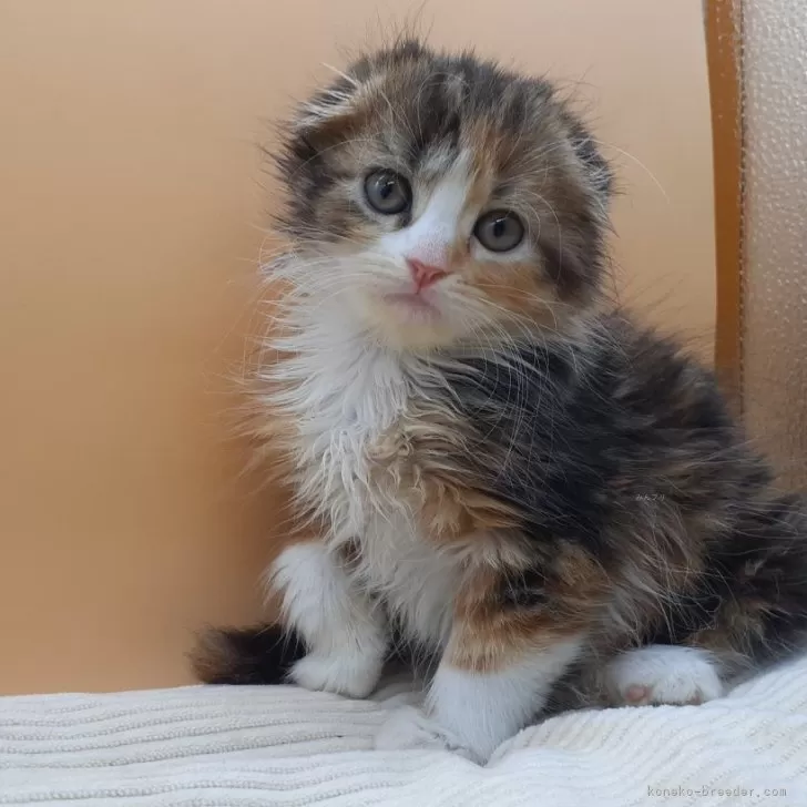 ID:2411-01318の子猫