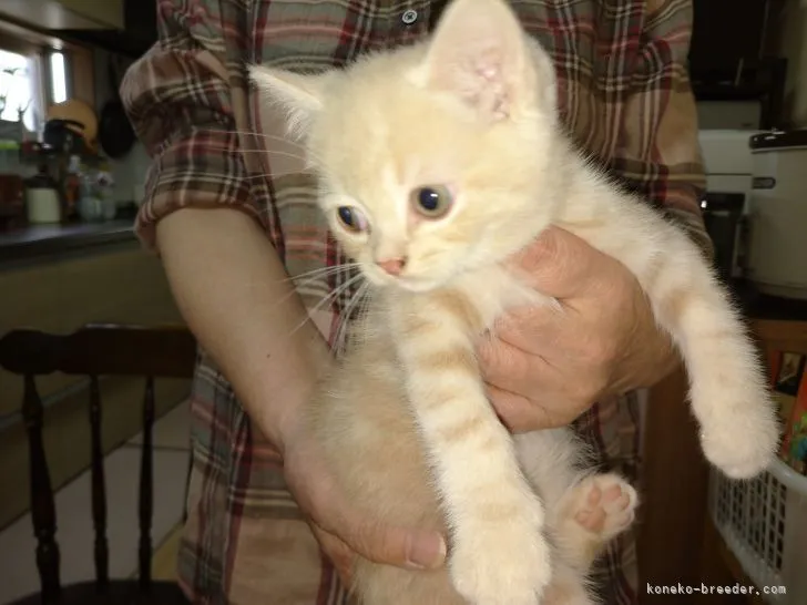 ID：2203-00856の子猫