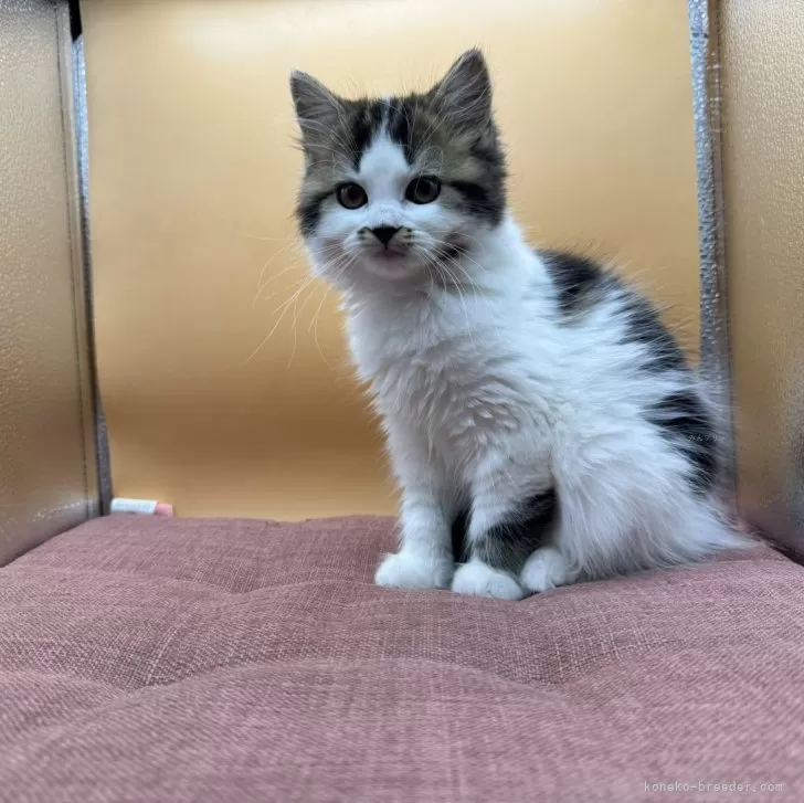 ID：2406-00742の子猫