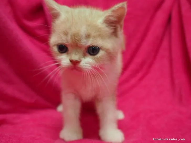 ID：1909-00092の子猫