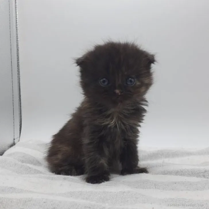 ID：2312-01470の子猫