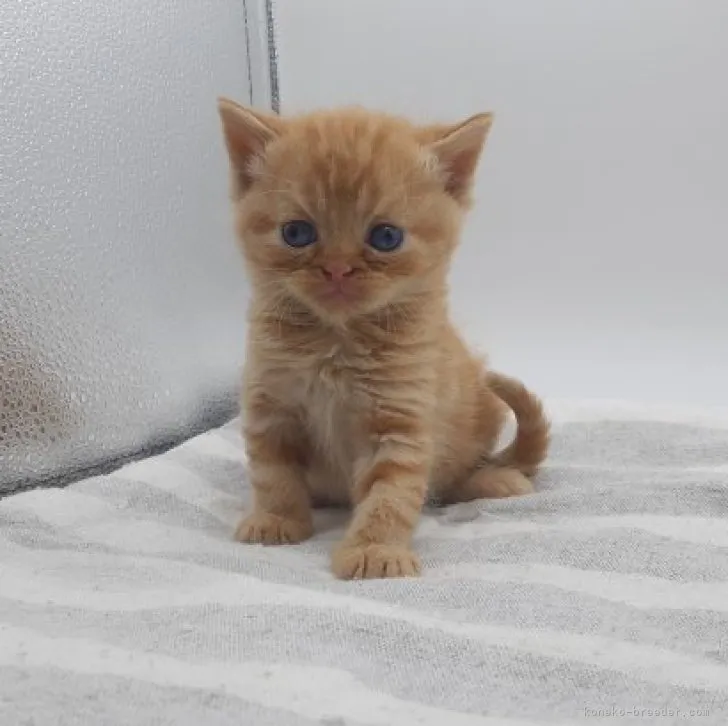 ID：2312-01466の子猫