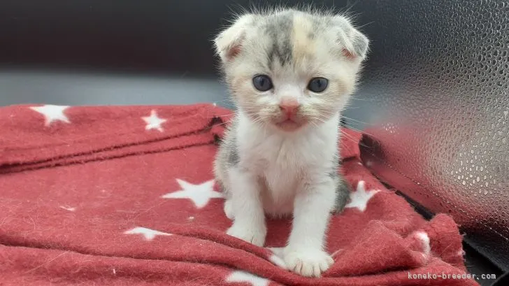 ID：2103-02130の子猫