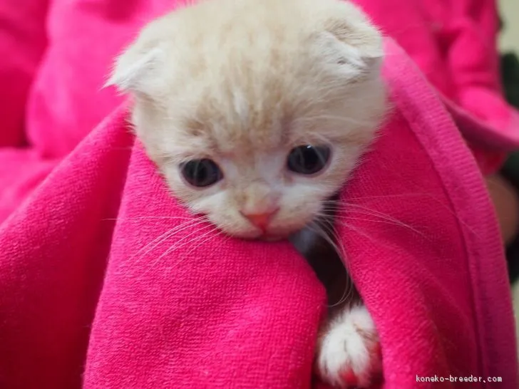 ID：2001-01332の子猫