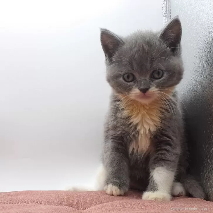 ID:2405-01319の子猫