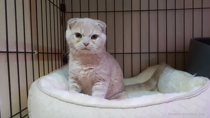K.T 様のお迎えした子猫