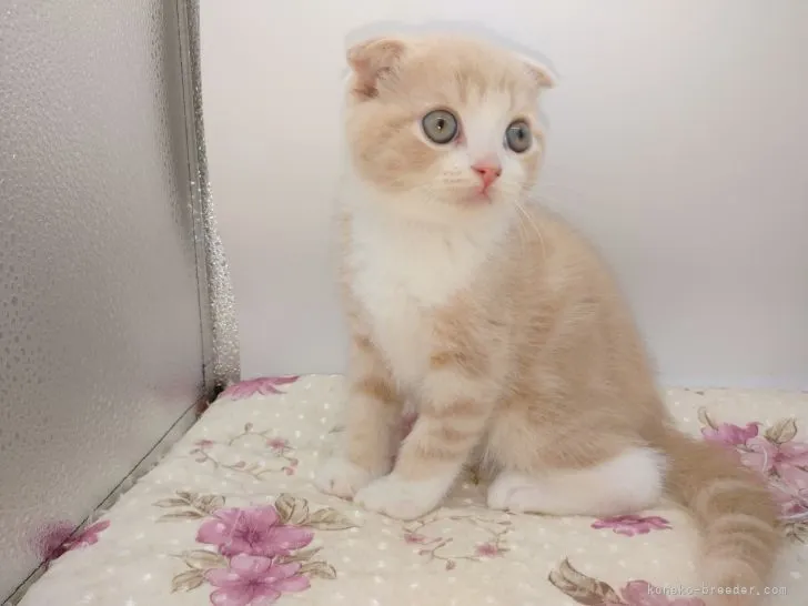 にゃん 様のお迎えした子猫