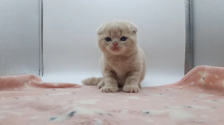 ID:2202-00145の子猫