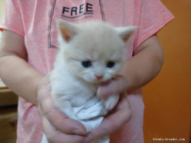 ID：2009-01427の子猫