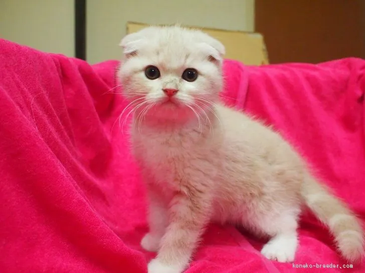 M.H 様のお迎えした子猫