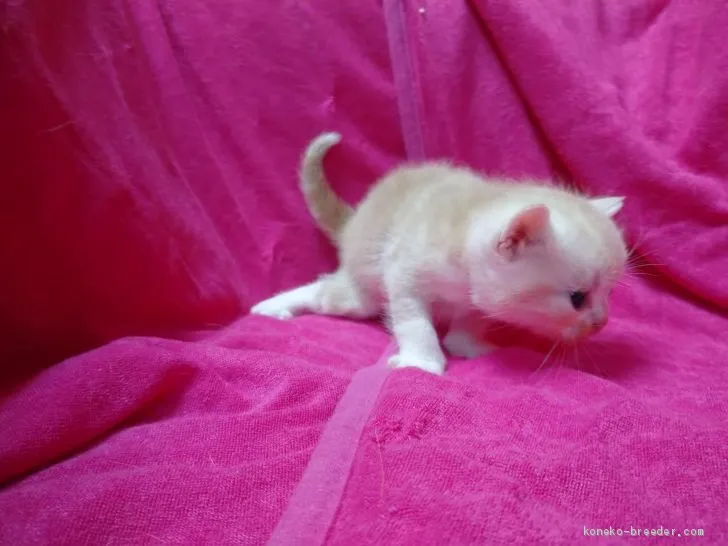 ID:2012-01143の子猫
