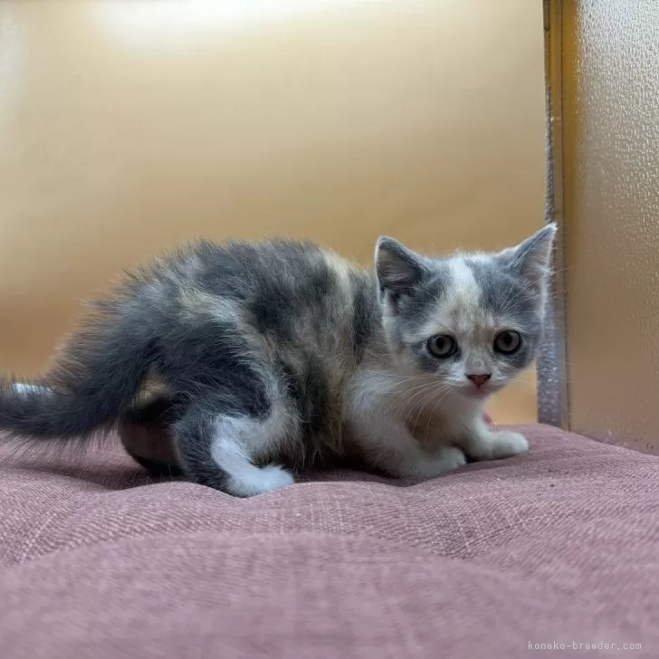 ID:2412-01200の子猫