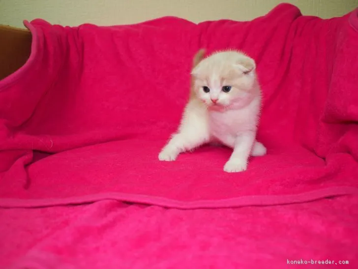 ID：1903-00812の子猫