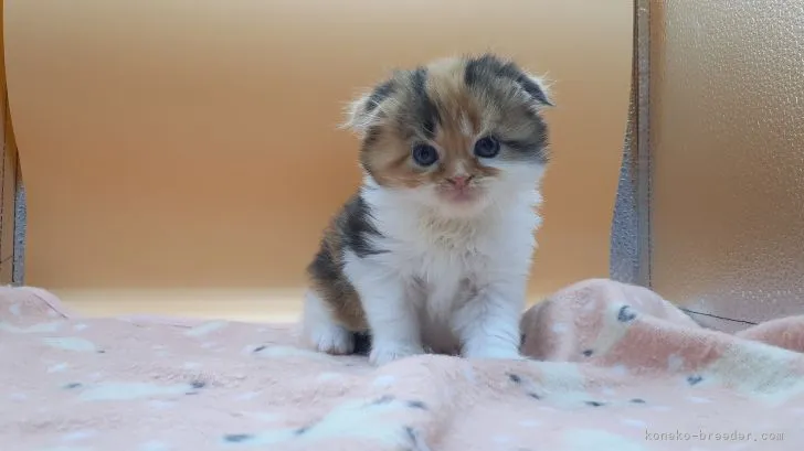 ID:2206-00401の子猫