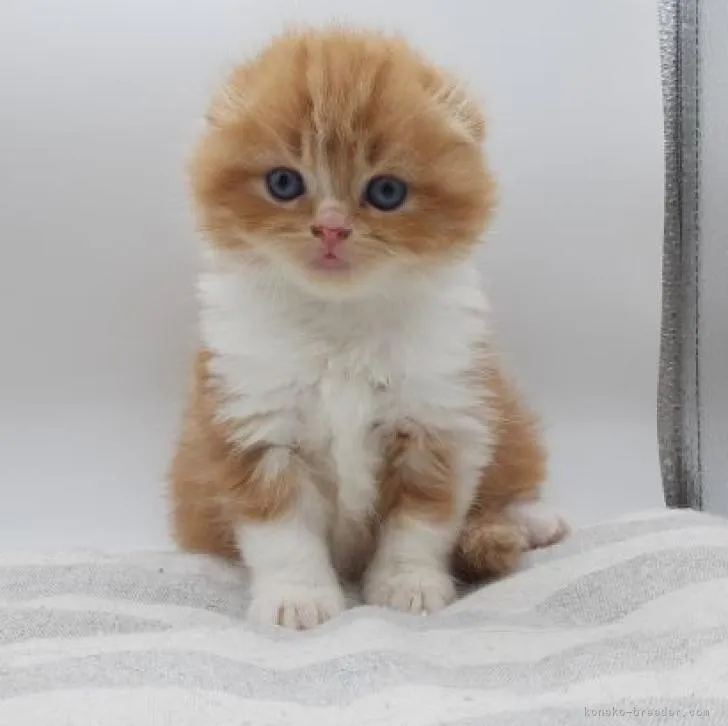 ID：2301-02380の子猫