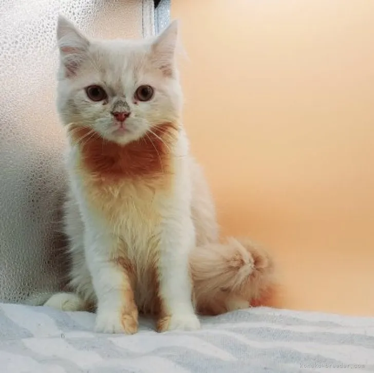 ID:2308-01548の子猫