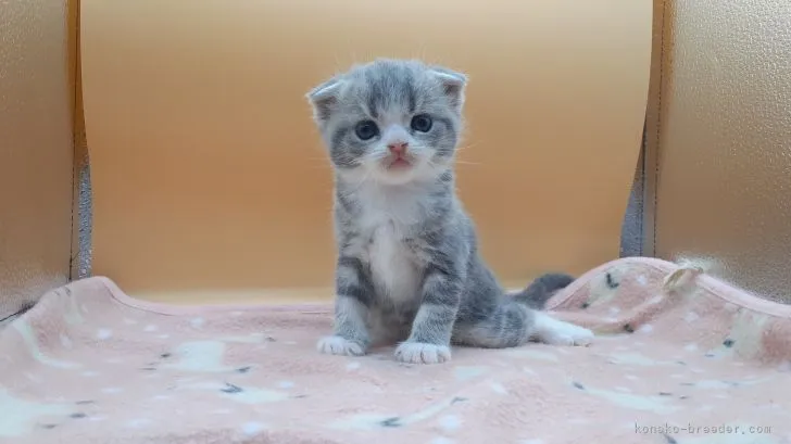 nico 様のお迎えした子猫