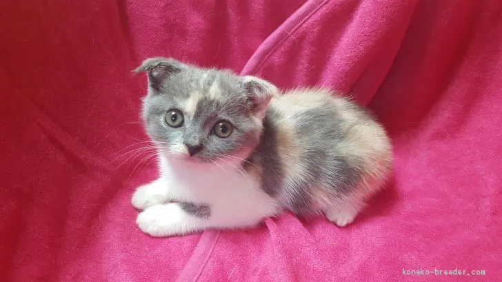 ID:2009-01435の子猫