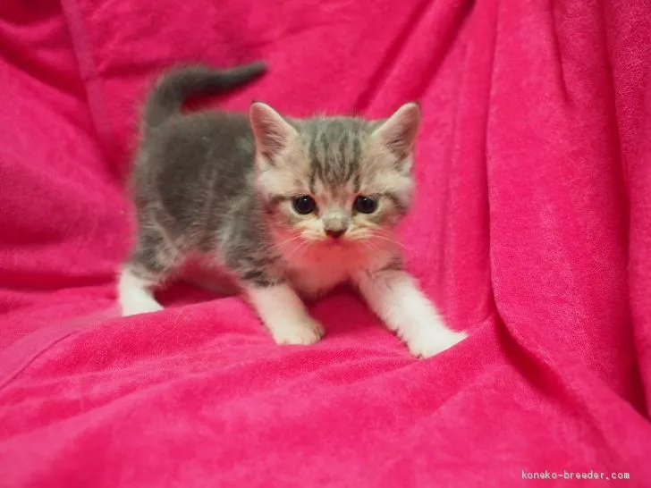 T.N 様のお迎えした子猫
