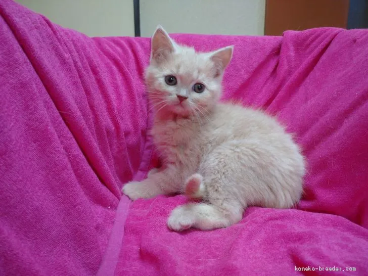 ID：2005-00074の子猫