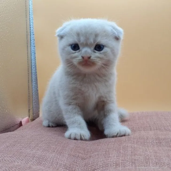 ID：2309-02078の子猫