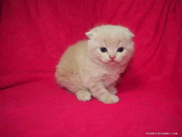 ID：1903-00811の子猫