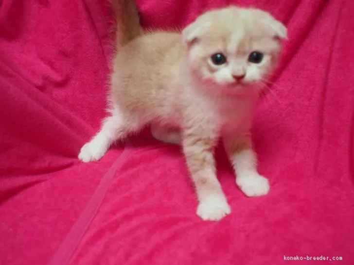 ID：1909-00098の子猫