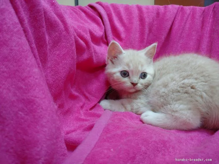 はる 様のお迎えした子猫