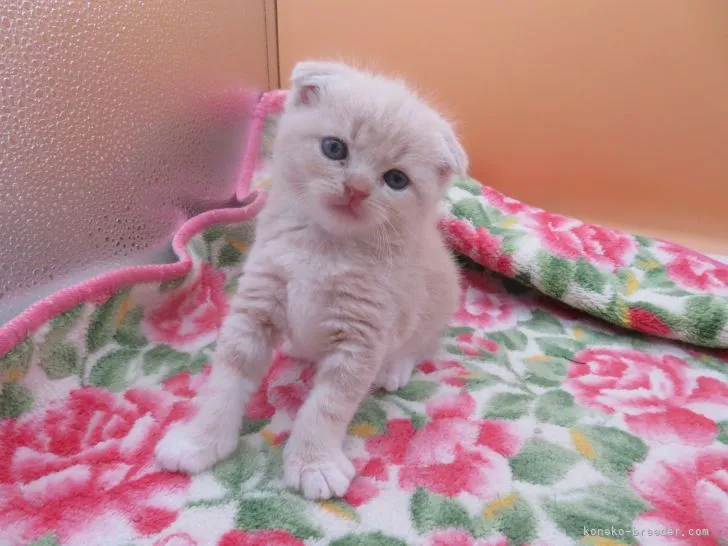 ID：2106-00712の子猫