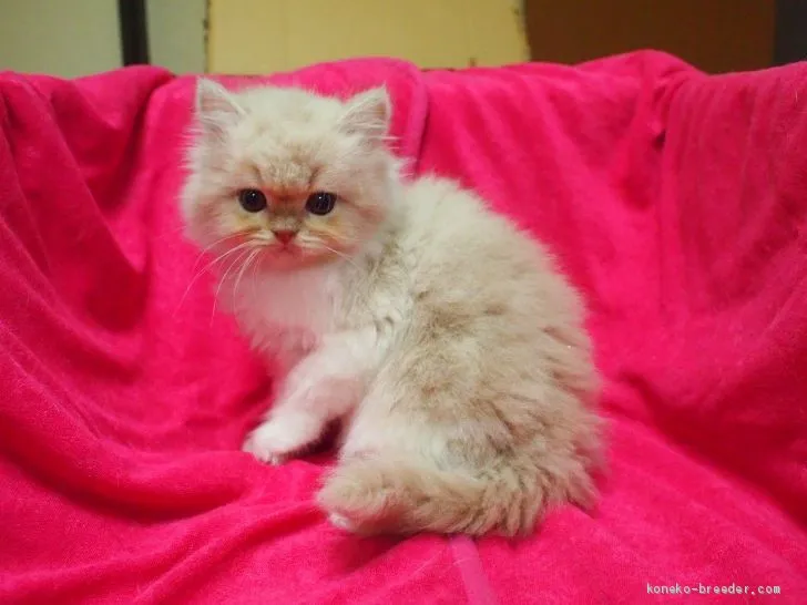 まゆぼん 様のお迎えした子猫