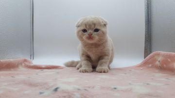 スコティッシュフォールド(折れ耳)【神奈川県・男の子・2021年12月25日・クリームタビー】の写真「顔がまん丸の優しい色の活発な子です。」