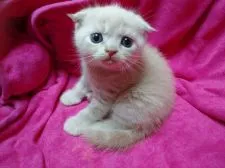 スコティッシュフォールド(折れ耳)【神奈川県・男の子・2020年5月19日・クリームタビー】の写真1「６月２１日撮影」