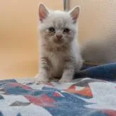 スコティッシュフォールド(立ち耳)【神奈川県・女の子・2022年10月19日・クリームタビー&ホワイト】の写真1