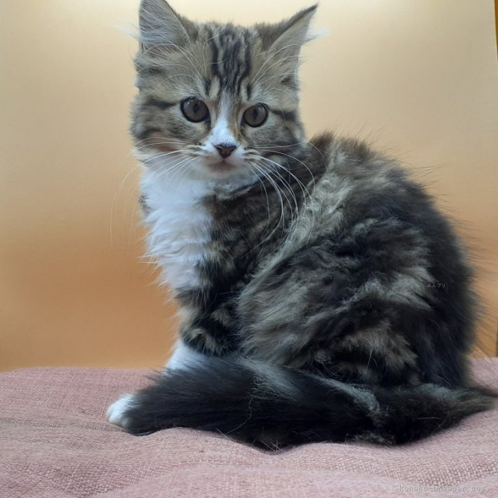 ブリーダー画像