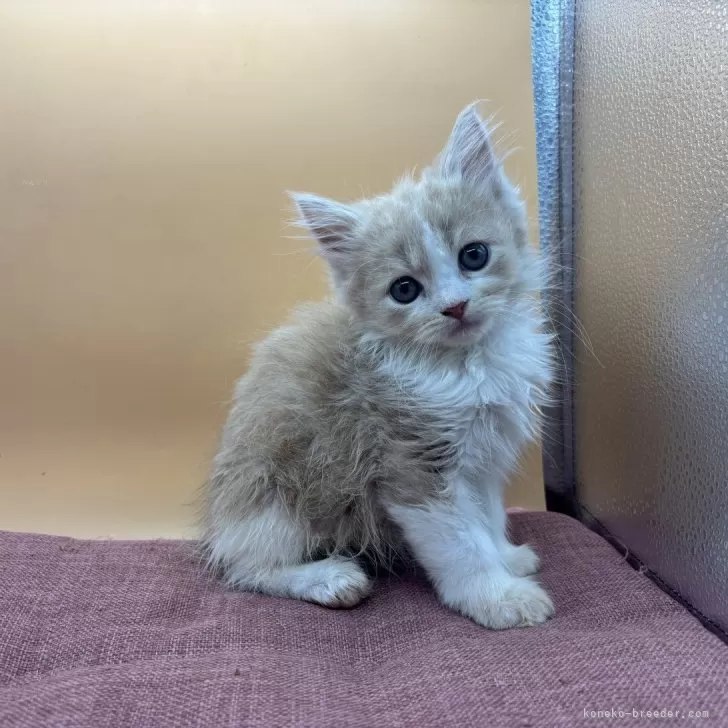 スコティッシュフォールド(立ち耳)【神奈川県・男の子・2025年7月20日・クリーム】の写真1