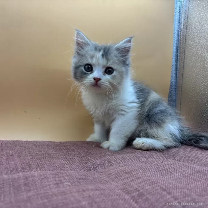 スコティッシュフォールド(立ち耳)【神奈川県・女の子・2025年7月20日・クリーム】の写真1