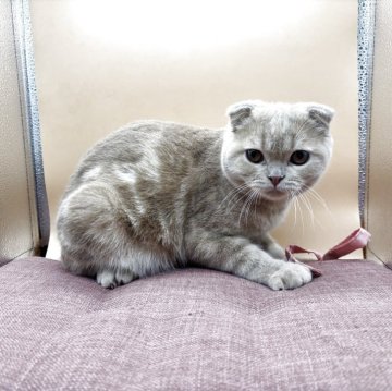 スコティッシュフォールド(折れ耳)【神奈川県・男の子・2025年1月16日・クリームタビー】の写真「まん丸顔の明るい優しい子です」