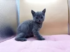 スコティッシュフォールド(立ち耳)【神奈川県・男の子・2025年5月25日・ブルー】の写真2