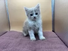 スコティッシュフォールド(立ち耳)【神奈川県・男の子・2025年7月20日・クリーム】の写真3