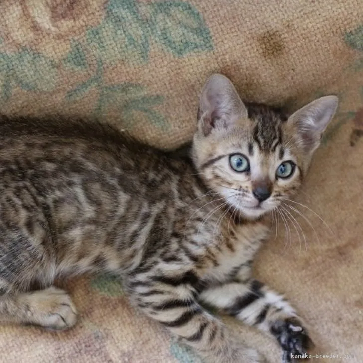 ID:2305-02544の子猫