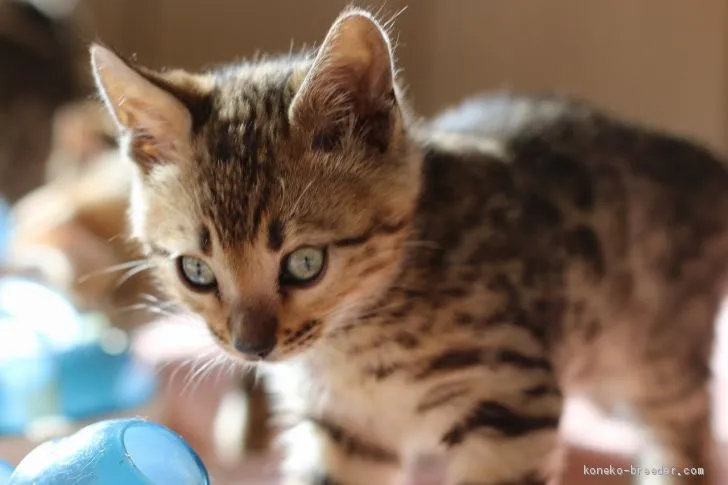 ID：2012-00167の子猫