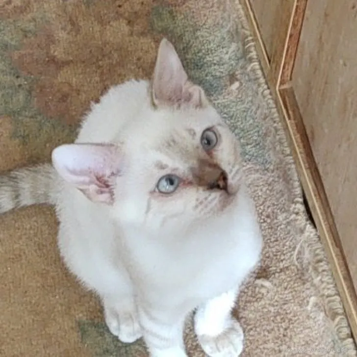 ID：2309-00421の子猫