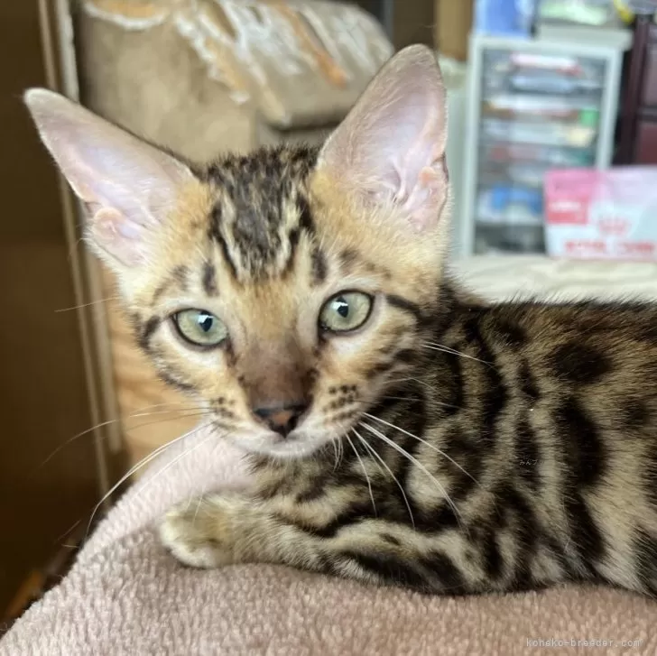 ID：2406-00755の子猫