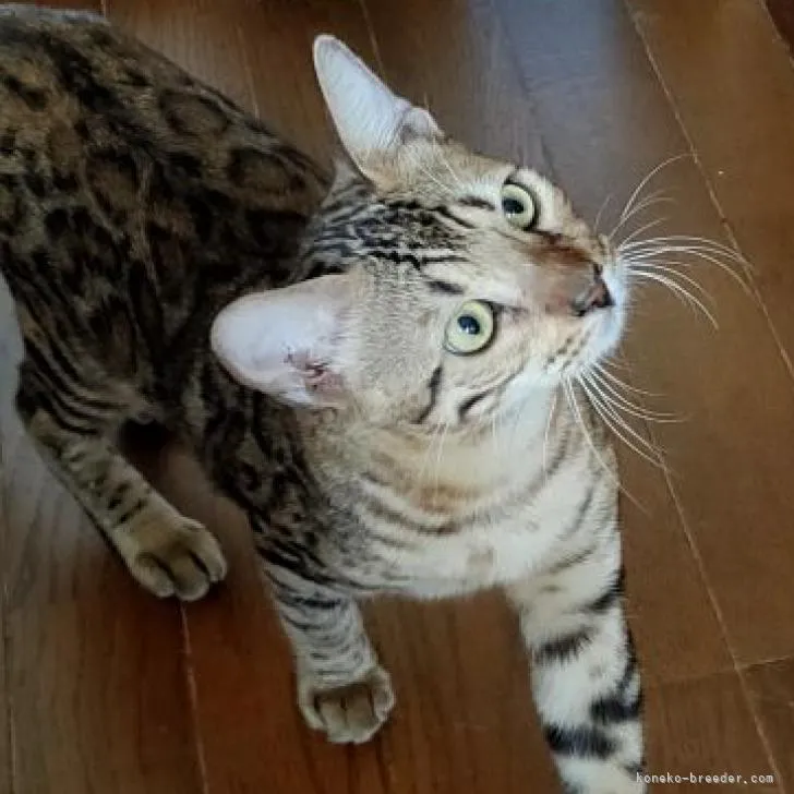 ケチャップ 様のお迎えした子猫